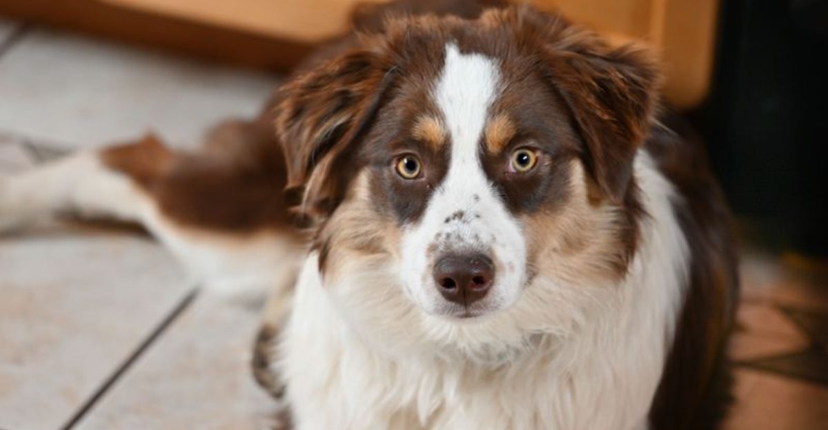 These 12 dog breeds frustrate many owners – until they discover what actually works