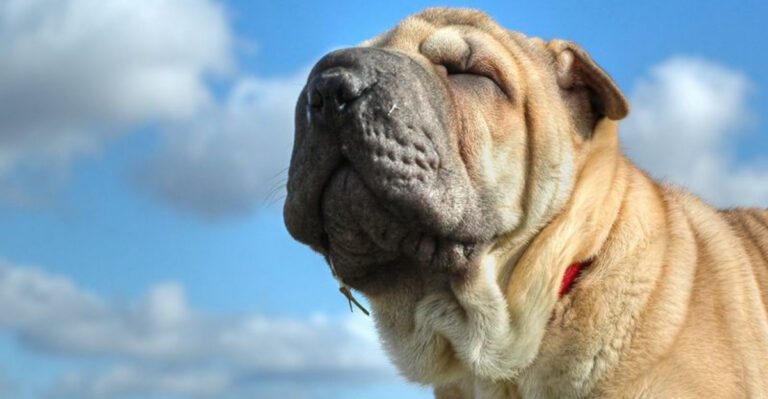 These 12 dog breeds pretend they dont need you until they absolutely do dog news