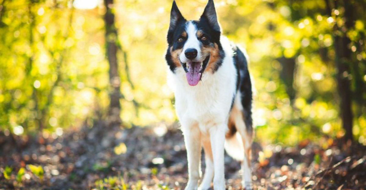 These 12 dogs listen remarkably well while these 3 often pretend not to hear you