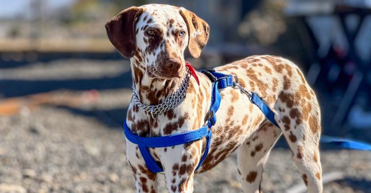These 12 dogs somehow turn everyday life into nonstop entertainment