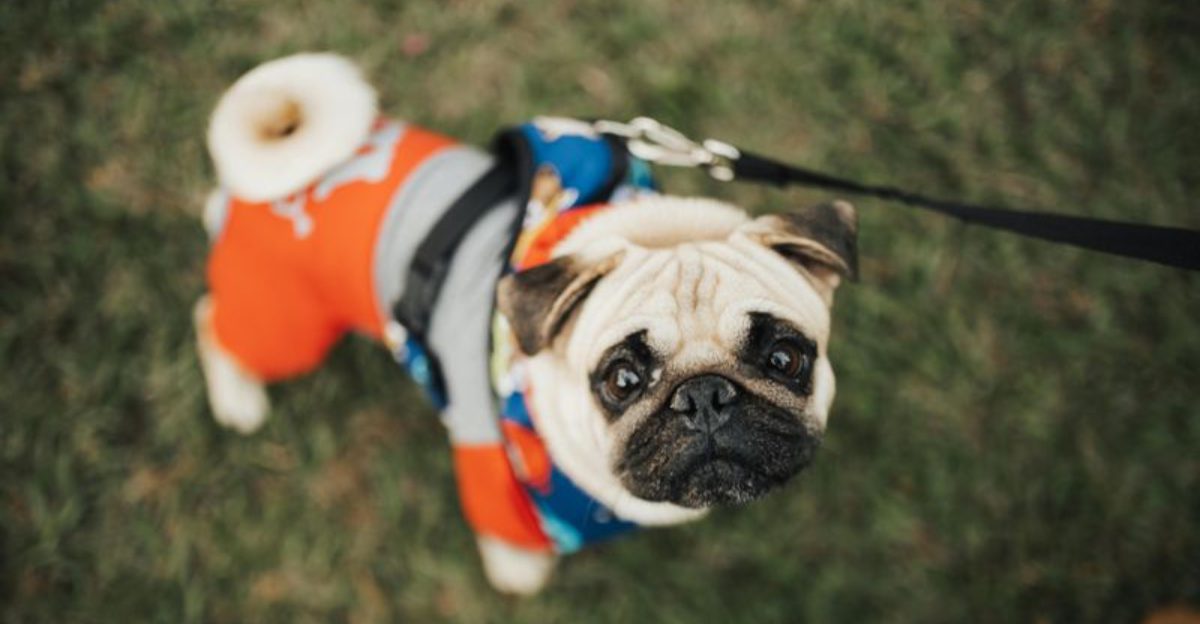 These 12 dogs turn every nap into a ridiculous performance