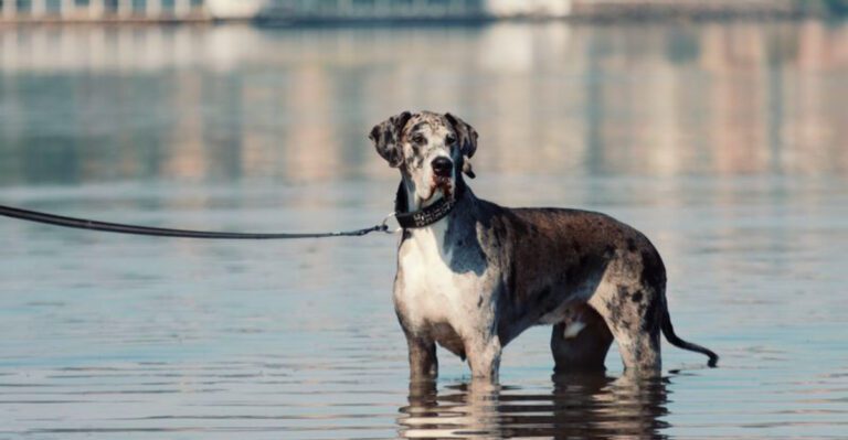 These 12 powerful dog breeds have a presence thats hard to ignore dog news