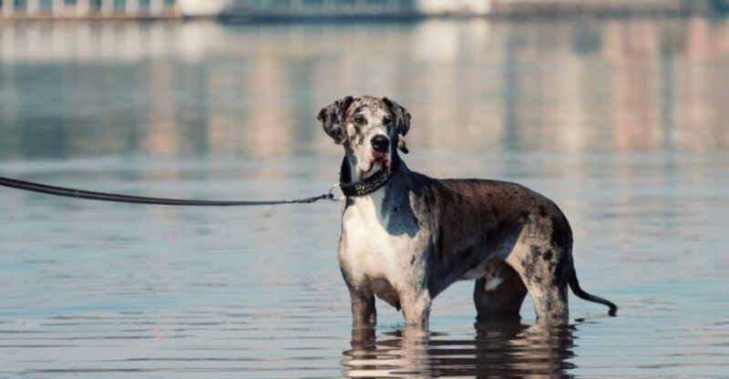 These 12 powerful dog breeds have a presence thats hard to ignore
