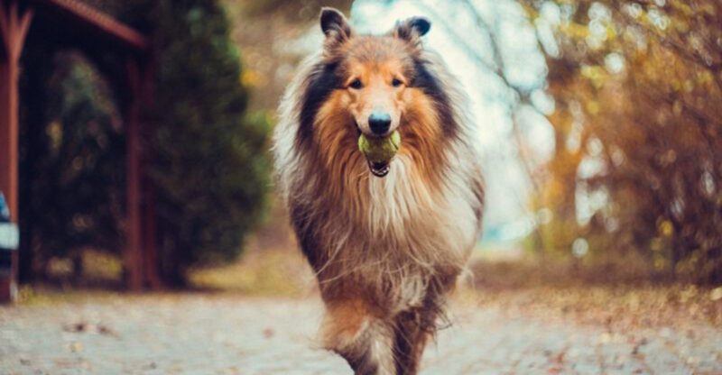 These 13 breeds make human dog communication feel almost effortless