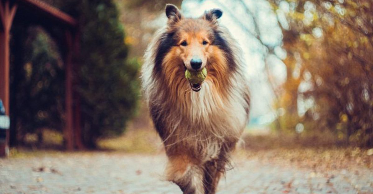 These 13 breeds make human dog communication feel almost effortless