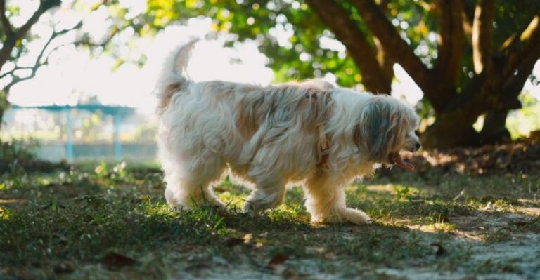 These 13 dog breeds have an incredible way of strengthening family bonds dog news