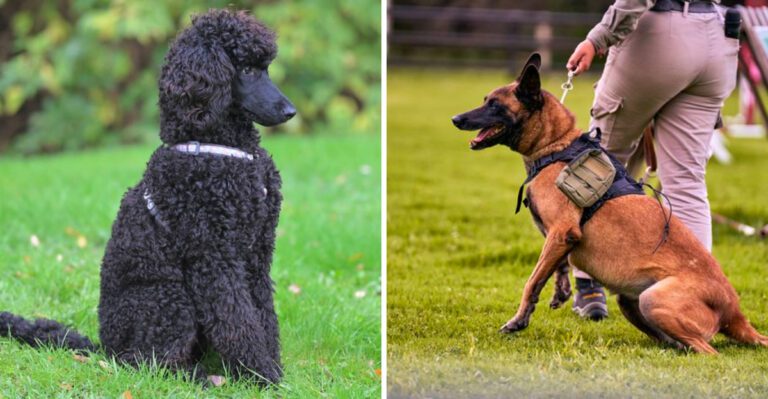 These 13 dog breeds were built to stay steady when everything around them changes dog news