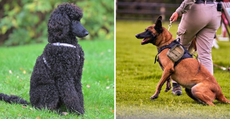 These 13 dog breeds were built to stay steady when everything around them changes