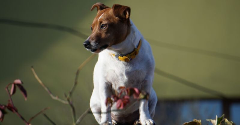 These 13 dogs are often rehomed for one reason owners underestimated what they require