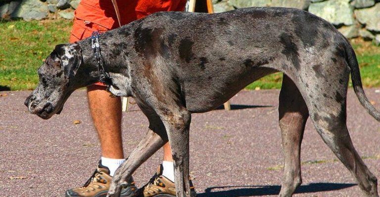 These 13 dogs dont just become pets they become part of your heart dog news