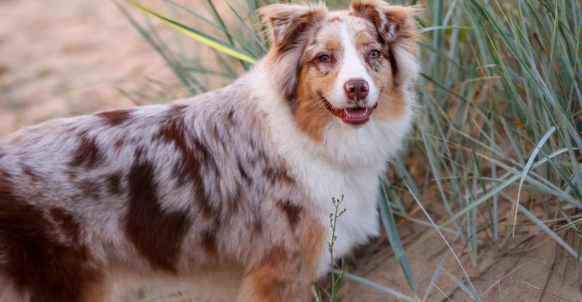 These 13 dogs would choose a trail over the couch every time