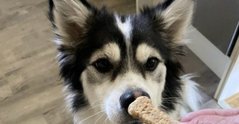 These 14 common foods can be risky for dogs plus 3 that arent as bad as many believe dog news
