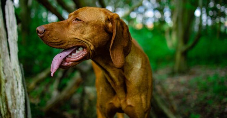 These 14 dog breeds comfort their owners in ways that feel effortless dog news
