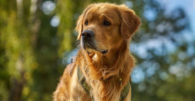 These 14 dogs often become completely different companions as they mature dog news