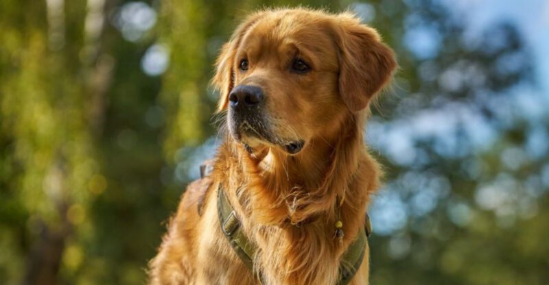 These 14 dogs often become completely different companions as they mature