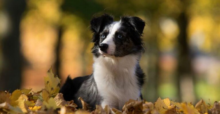 These 14 medium sized breeds have become favorites for modern dog owners dog news