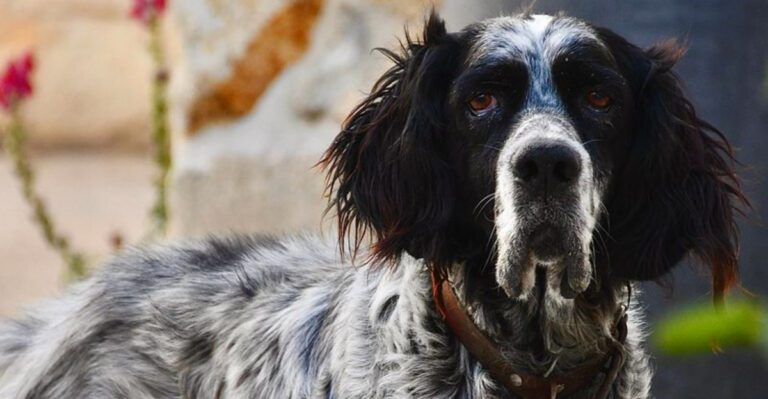 These 14 old school dog breeds once filled neighborhoods across America and many deserve another look dog news