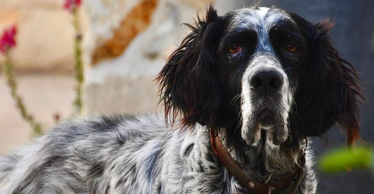 These 14 old school dog breeds once filled neighborhoods across America and many deserve another look