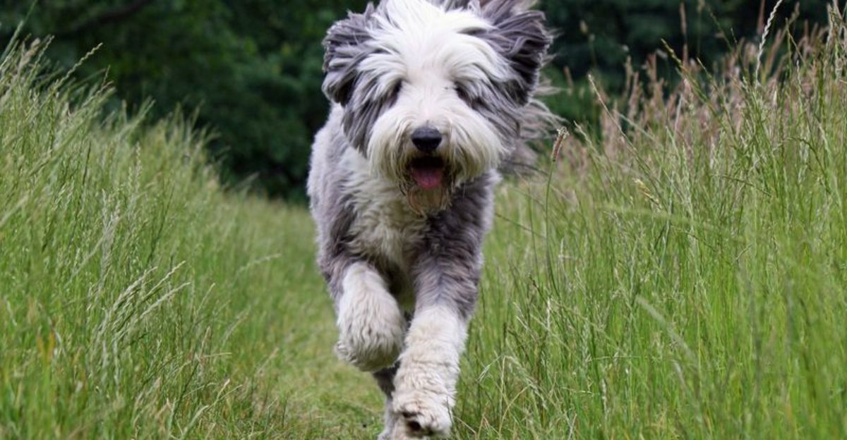 These 15 bearded dog breeds have more personality than some people