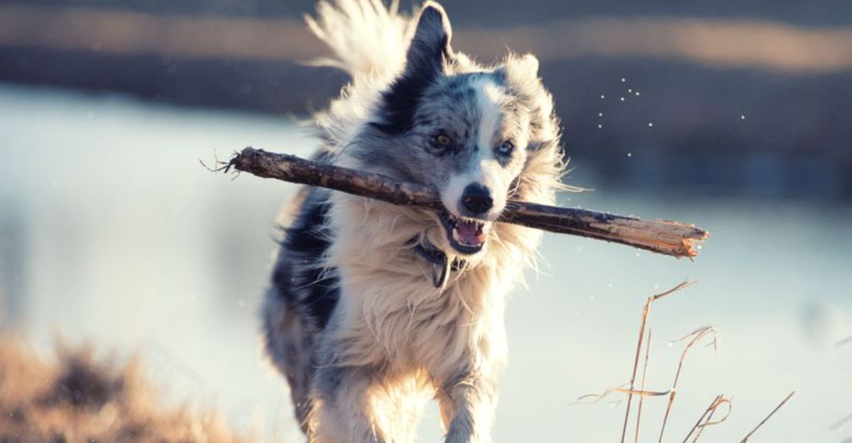 These 15 dog behavior mistakes are surprisingly common – even among knowledgeable owners
