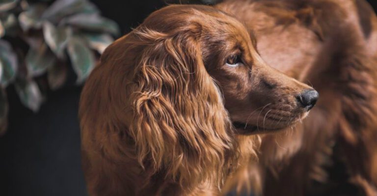 These 15 dog breeds quietly become the strongest source of comfort in your life dog news