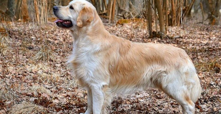 They arent dramatic but these 14 dog breeds know exactly when to step in dog news