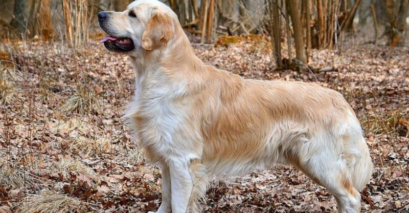 They arent dramatic but these 14 dog breeds know exactly when to step in