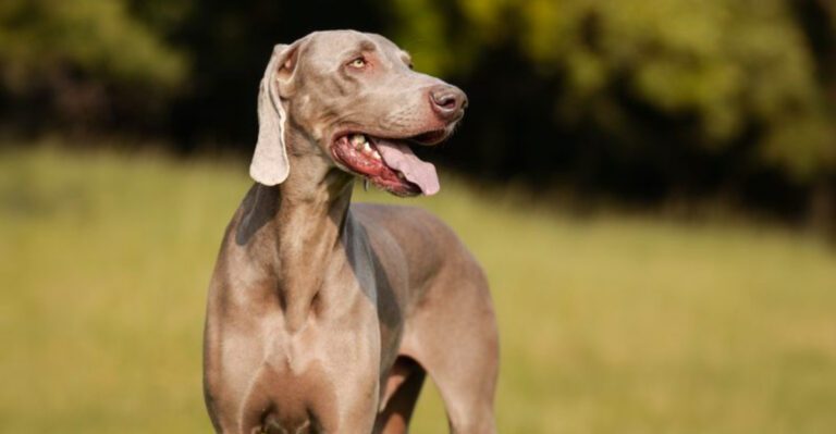 They deserve the right home not just any home and these 13 breeds prove why dog news