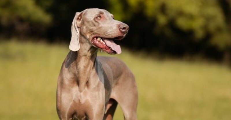 They deserve the right home not just any home and these 13 breeds prove why