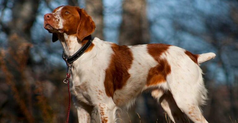 They stay close when it matters—but these 14 dogs also know how to give you space dog news
