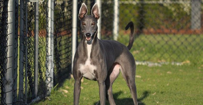 Think all dogs show love the same way These 13 breeds prove otherwise dog news