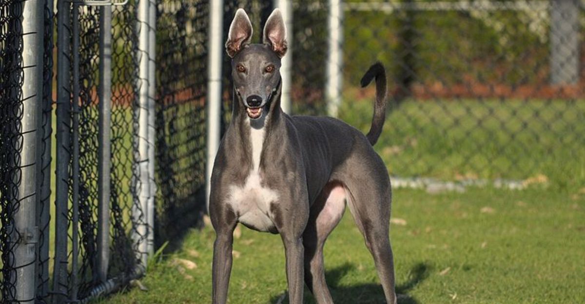 Think all dogs show love the same way These 13 breeds prove otherwise
