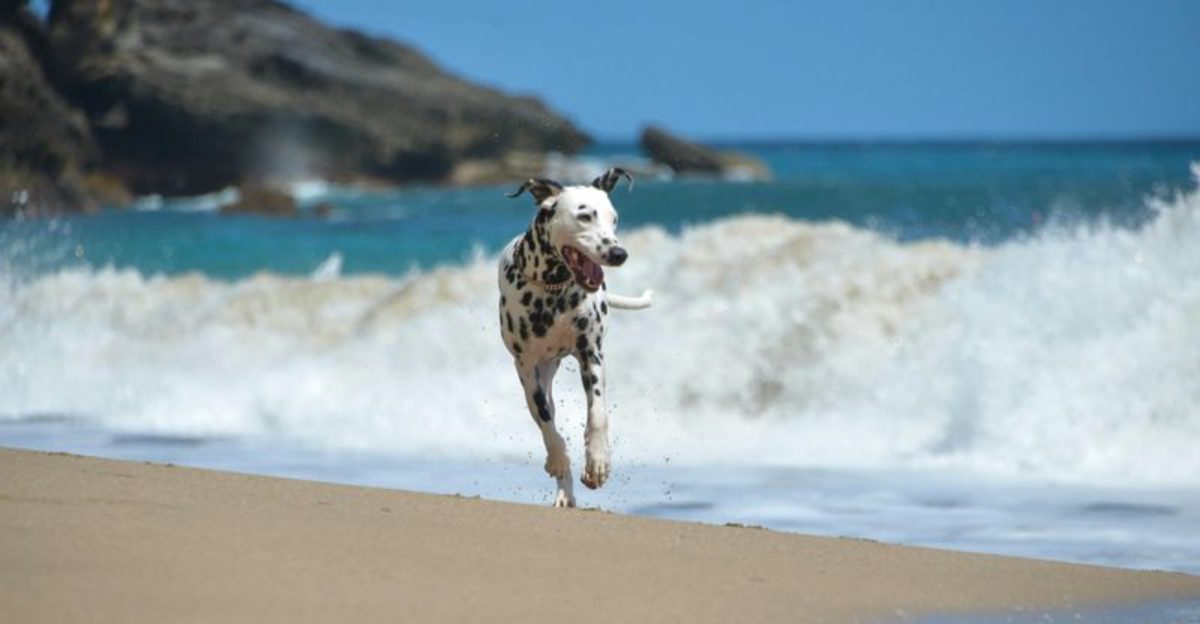 Think twice before choosing these 11 high-energy dog breeds – they rarely slow down