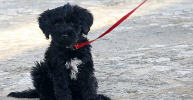 Think you know how your puppy will look These 10 breeds may surprise you dog news