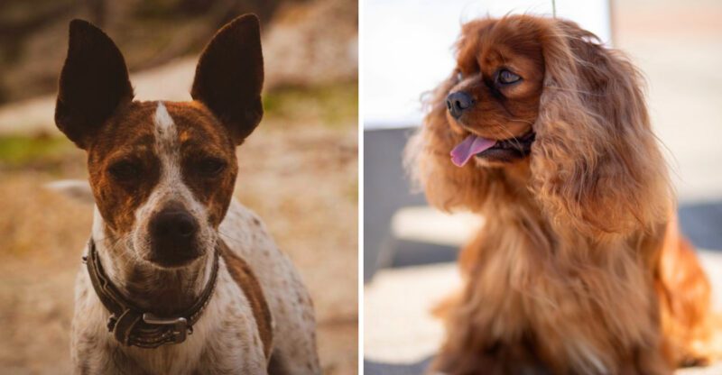 Tired of barking These 11 peaceful dog breeds know how to keep the volume down