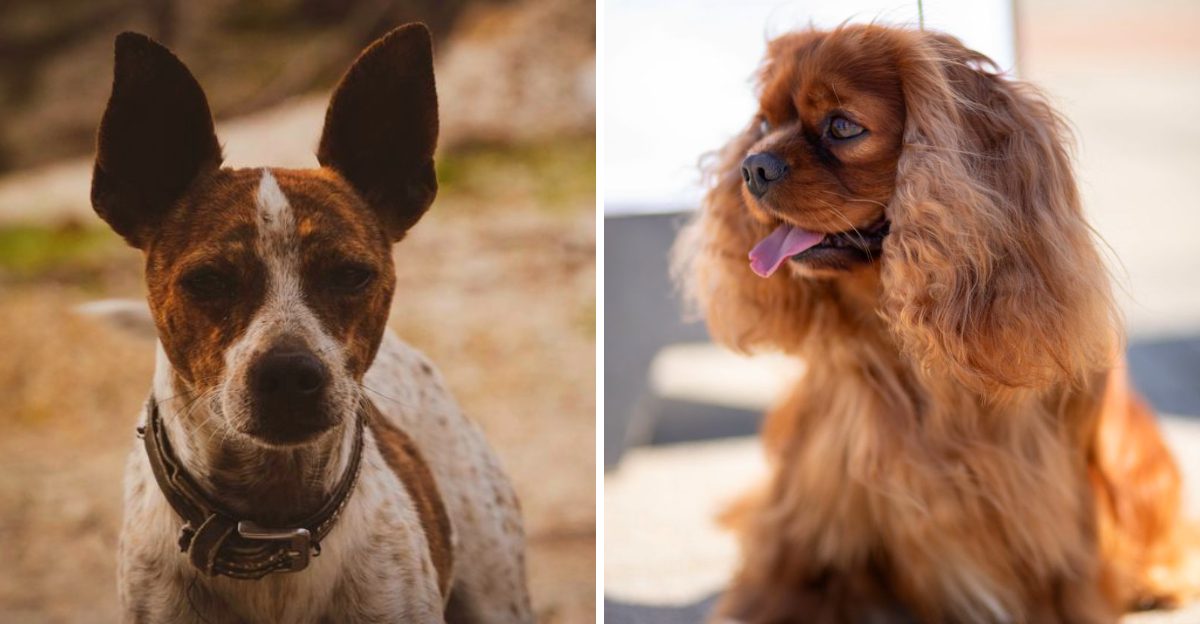 Tired of barking These 11 peaceful dog breeds know how to keep the volume down