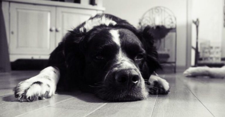 Trainers warn these 10 common words may be damaging your dogs sense of security dog news