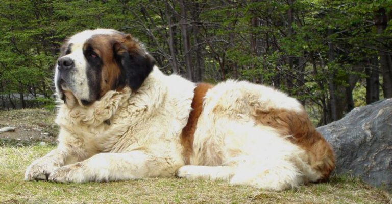 Vintage favorites 15 dog breeds your grandparents probably grew up with dog news