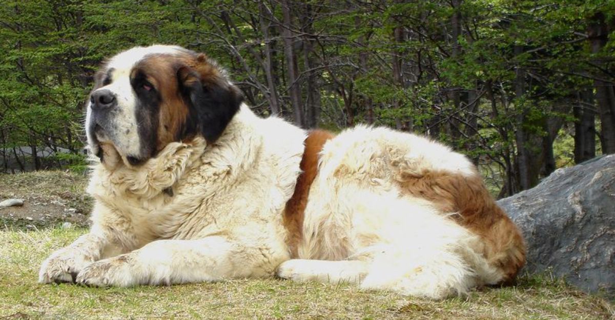 Vintage favorites 15 dog breeds your grandparents probably grew up with