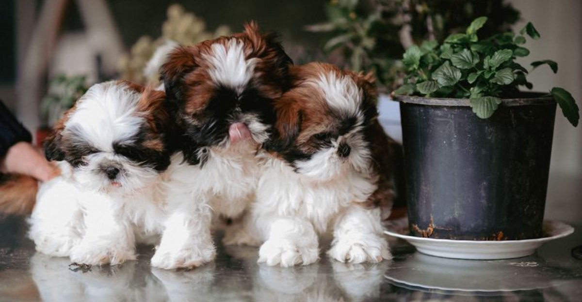 When these 13 dog breeds suddenly stop eating owners shouldnt ignore it