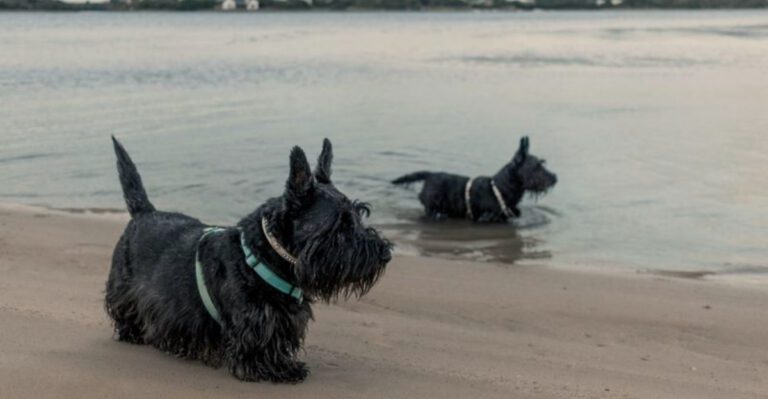 Why are fewer people choosing these 12 once beloved dog breeds dog news