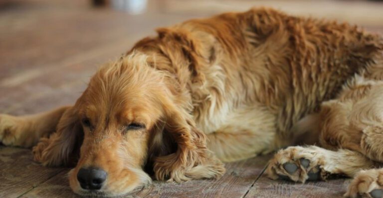 Your dog keeps scratching These 12 breeds often have problems that go beyond fleas dog news