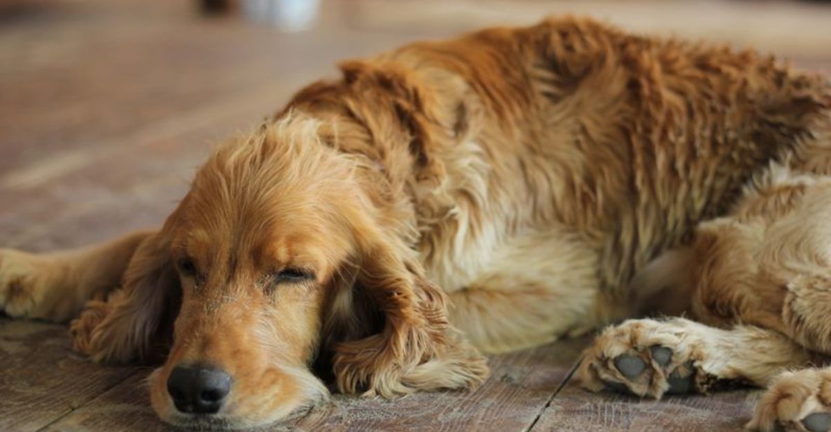 Your dog keeps scratching These 12 breeds often have problems that go beyond fleas