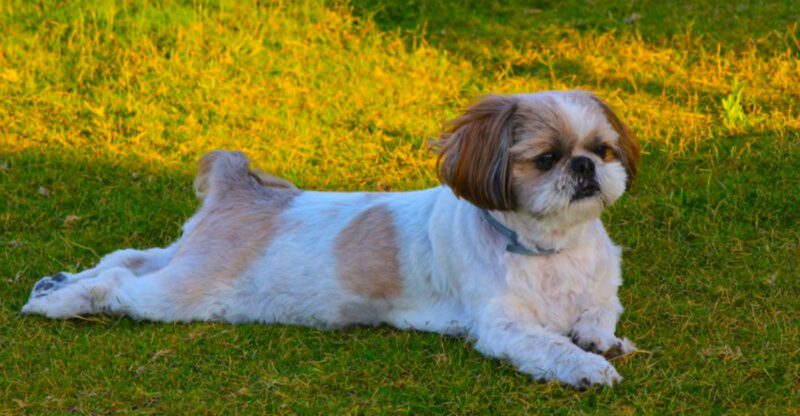 10 dog breeds famous for their impressive longevity – plus 3 smaller breeds that often live even longer