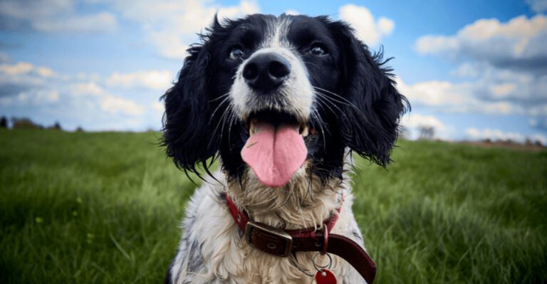 10 dog breeds that greet everyone like an old friend plus 2 that benefit from early manners dog news