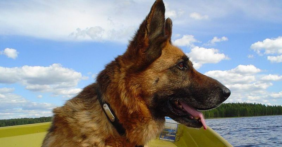10 dog breeds that make owners earn their trust plus 3 unforgettable bonds