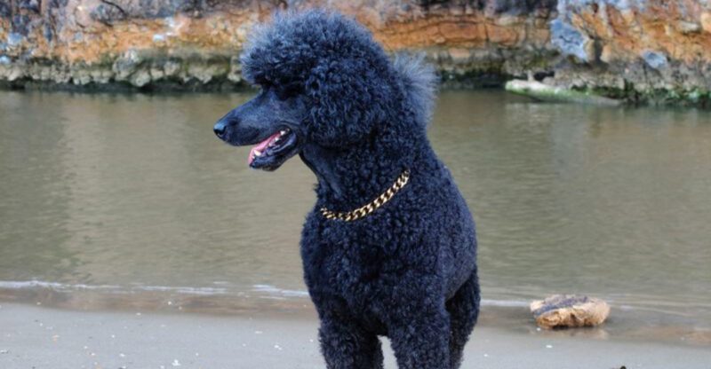 10 dog breeds that need clear boundaries from the beginning plus 3 that naturally challenge household rules