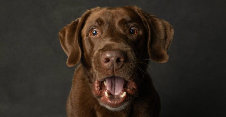 10 dog breeds that react strongly when separated by fences or gates dog news