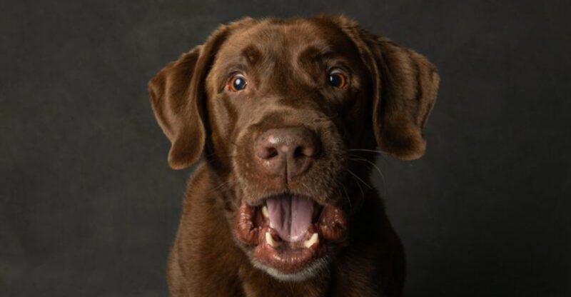 10 dog breeds that react strongly when separated by fences or gates