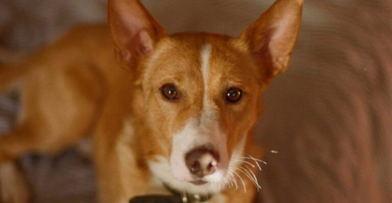 10 outgoing dog breeds that trust quickly plus 3 that take their time dog news